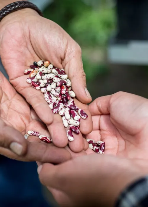 two pairs of hands exchanging seeds