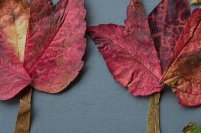 collage of leaf fragments, shaped into two trees