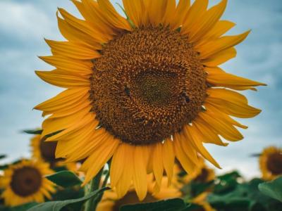 large sunflower in bloom