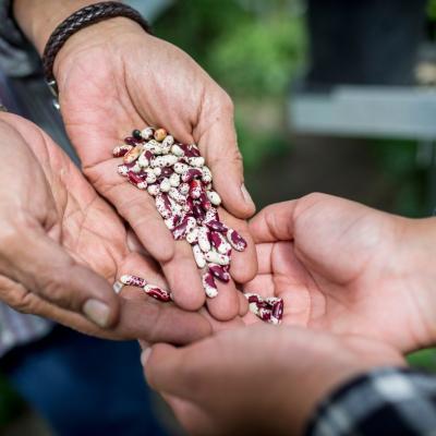 two pairs of hands exchanging seeds